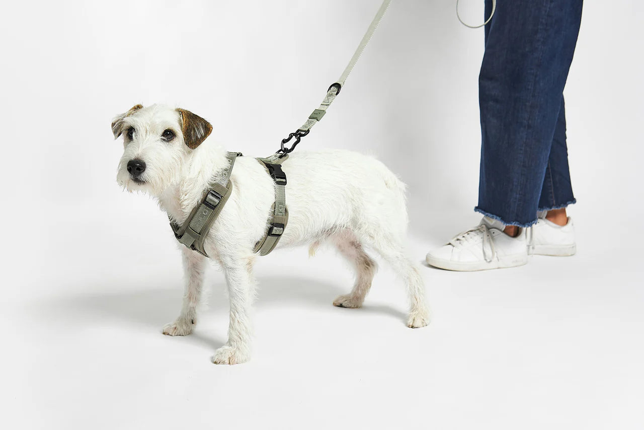 Modena - Dog Harness