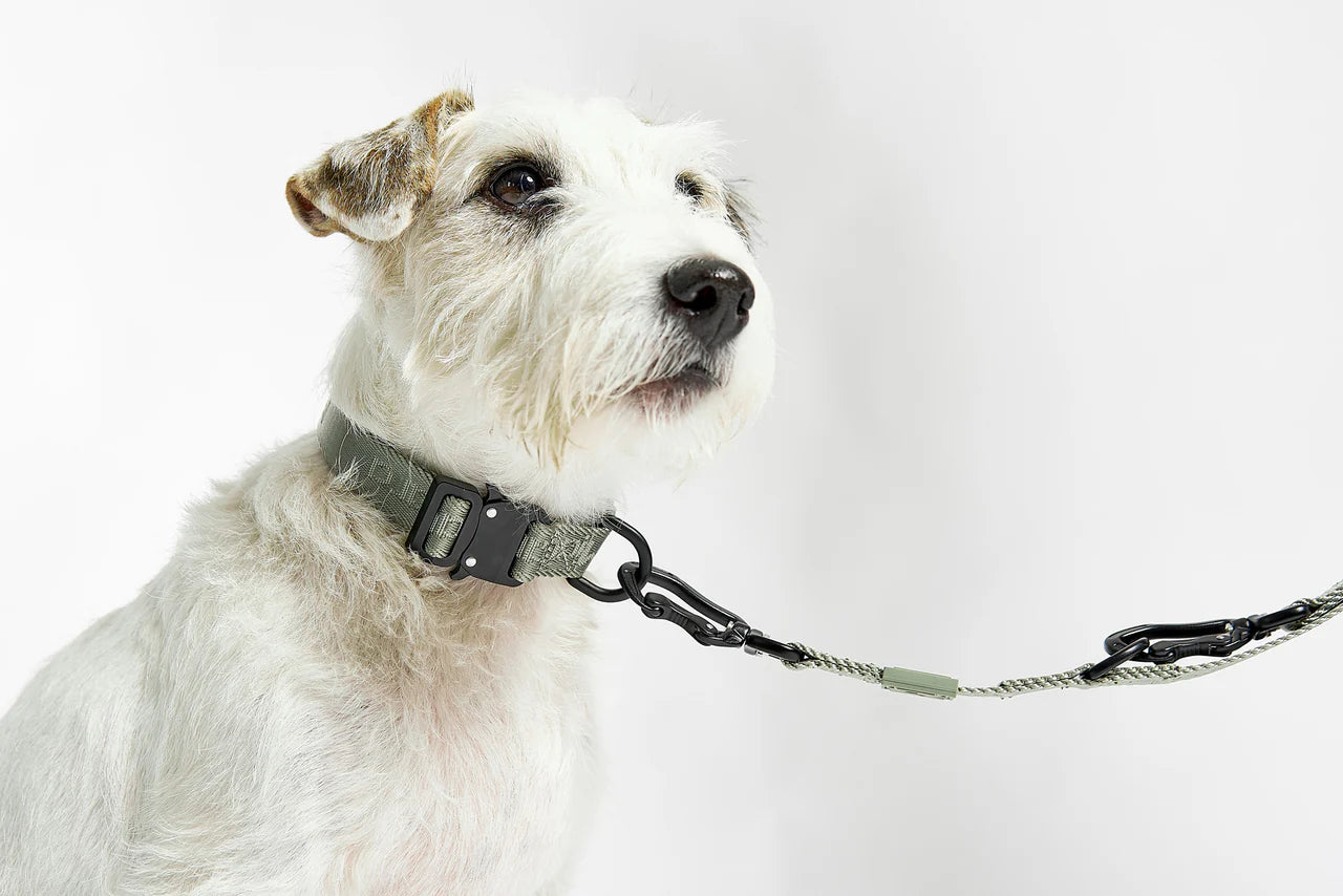 Modena - Long Leash