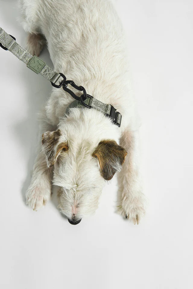 Modena - Long Leash