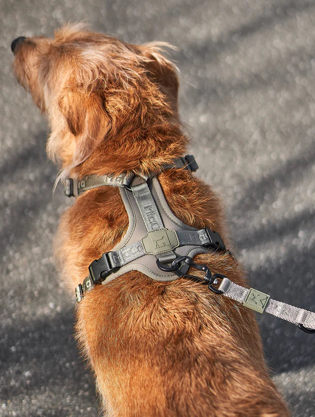 Modena - Dog Harness
