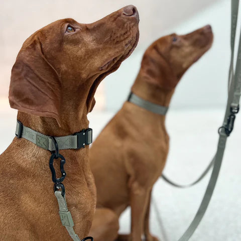 Modena - Dog Collar
