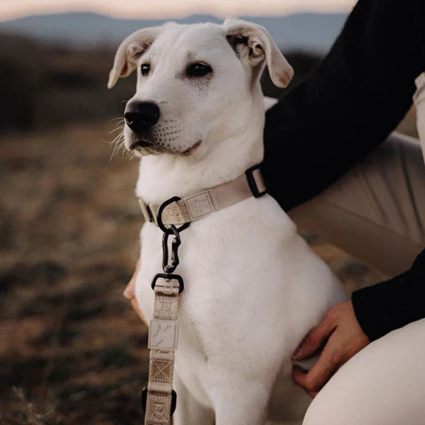 Modena - Dog Collar
