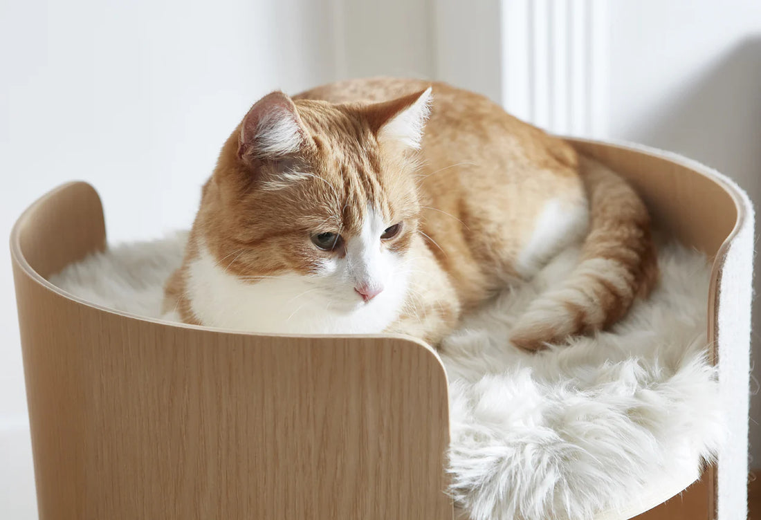 Torre - Cushion